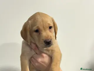 Labrador Retriever dogs KC REGISTERED LABS fox red and cream - Advert 1