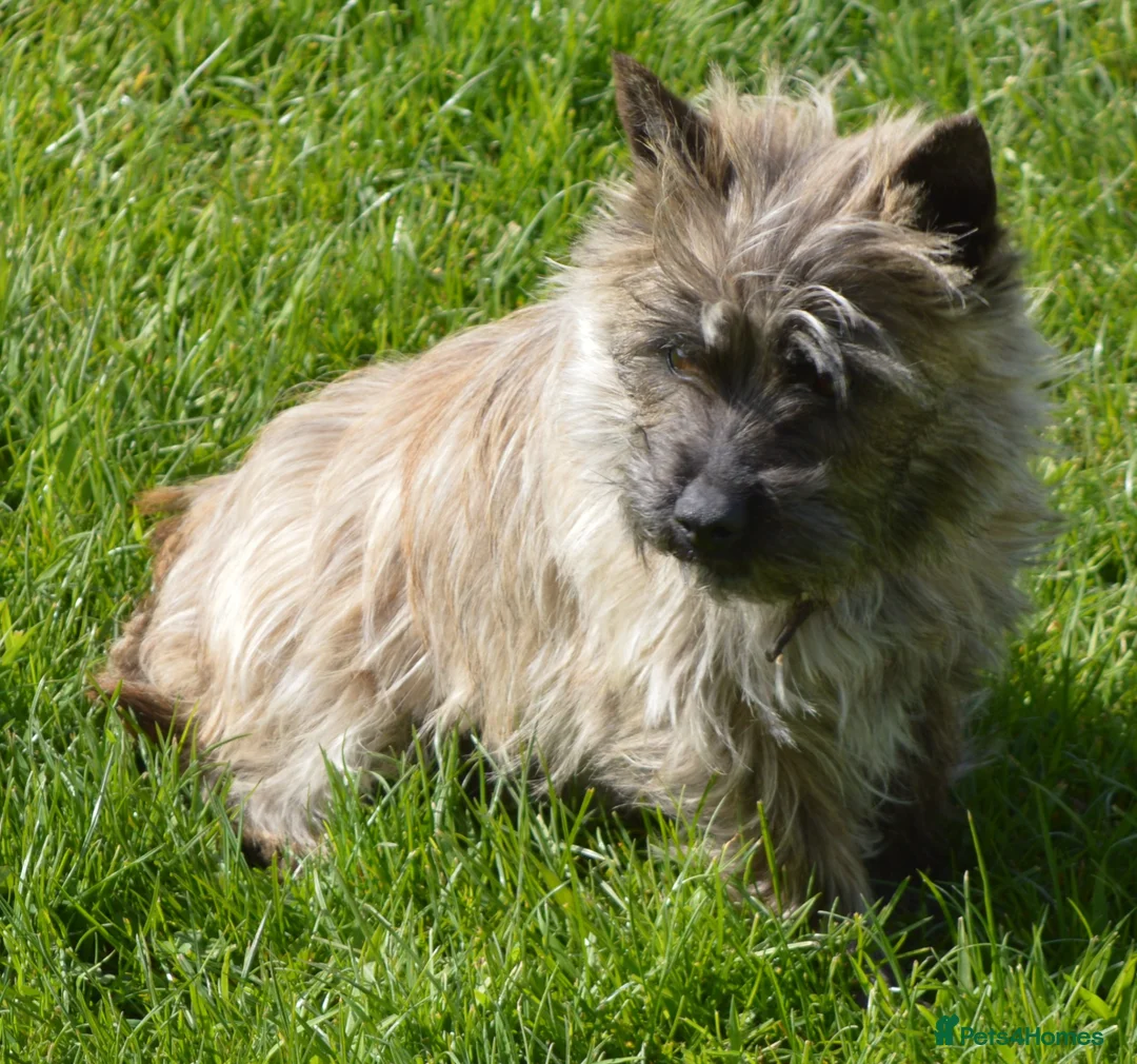 Cairn Terrier dogs for sale: GORGEOUS CAIRN TERRIER PUPPYS - Advert 1