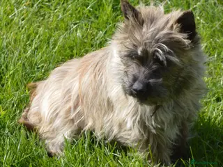Cairn Terrier dogs GORGEOUS CAIRN TERRIER PUPPYS - Advert 2