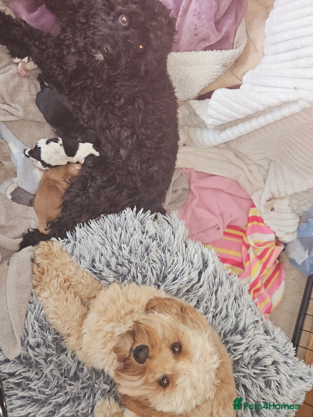 Cavapoo dogs for sale: Adorable girl and boy left - Image 12