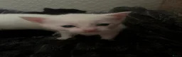 Mixed Breed cats for sale: 4 beautiful kittens  - Advert 4