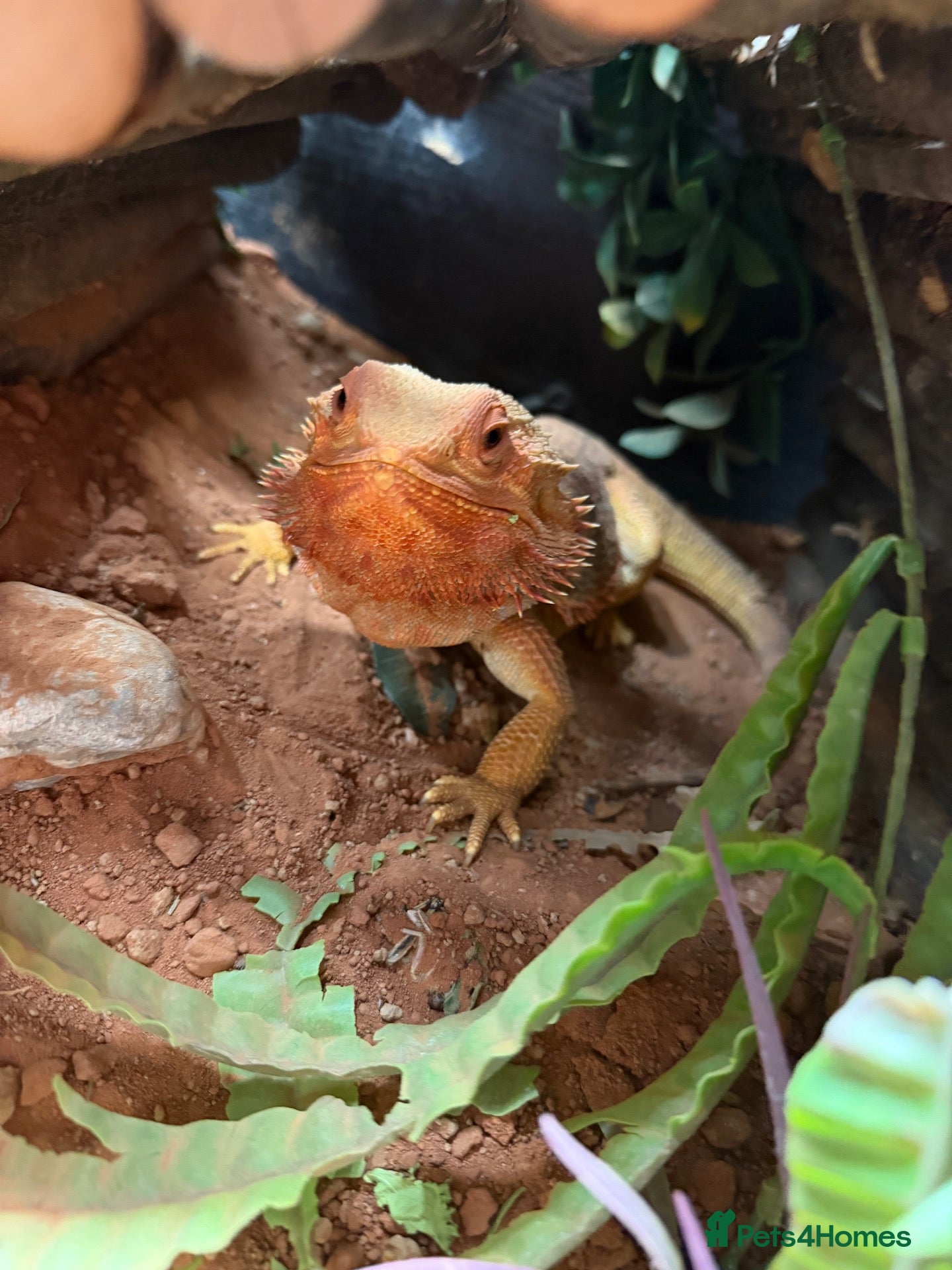 Bearded Dragon reptiles Red Bearded Dragon - Advert 15