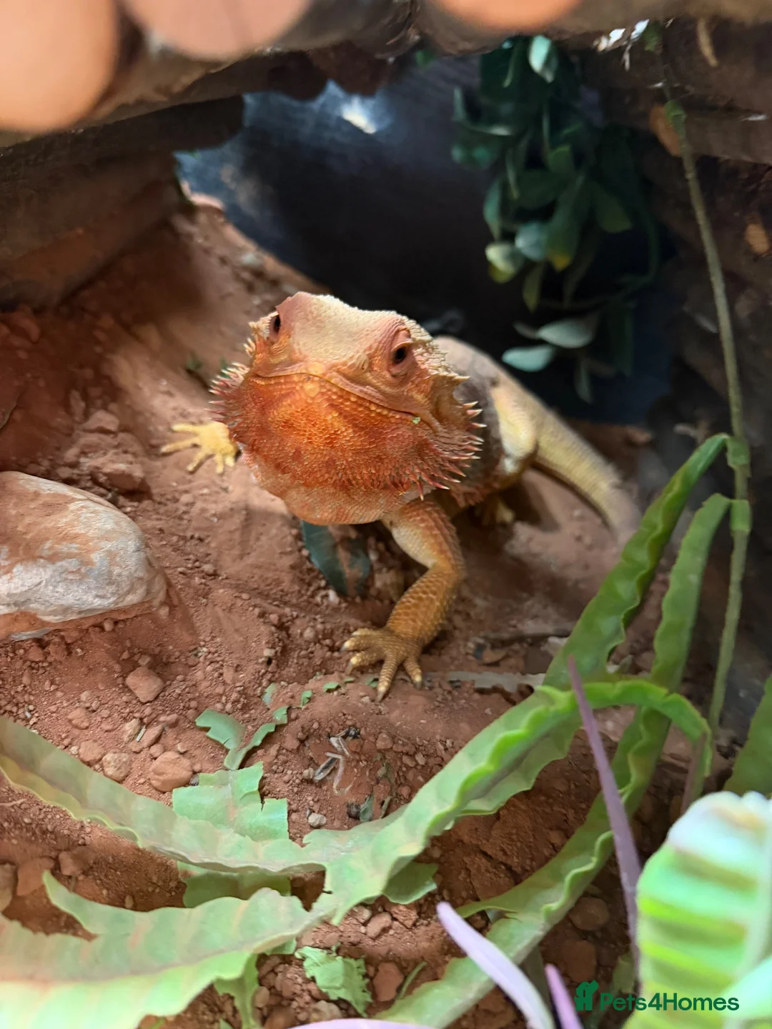 Bearded Dragon reptiles for sale: Red Bearded Dragon & Set Up - Advert 1