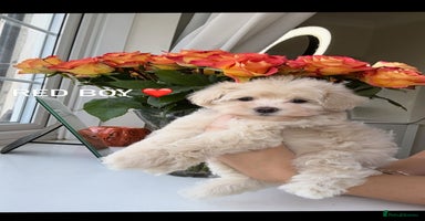 Maltipoo dogs - Advert 3