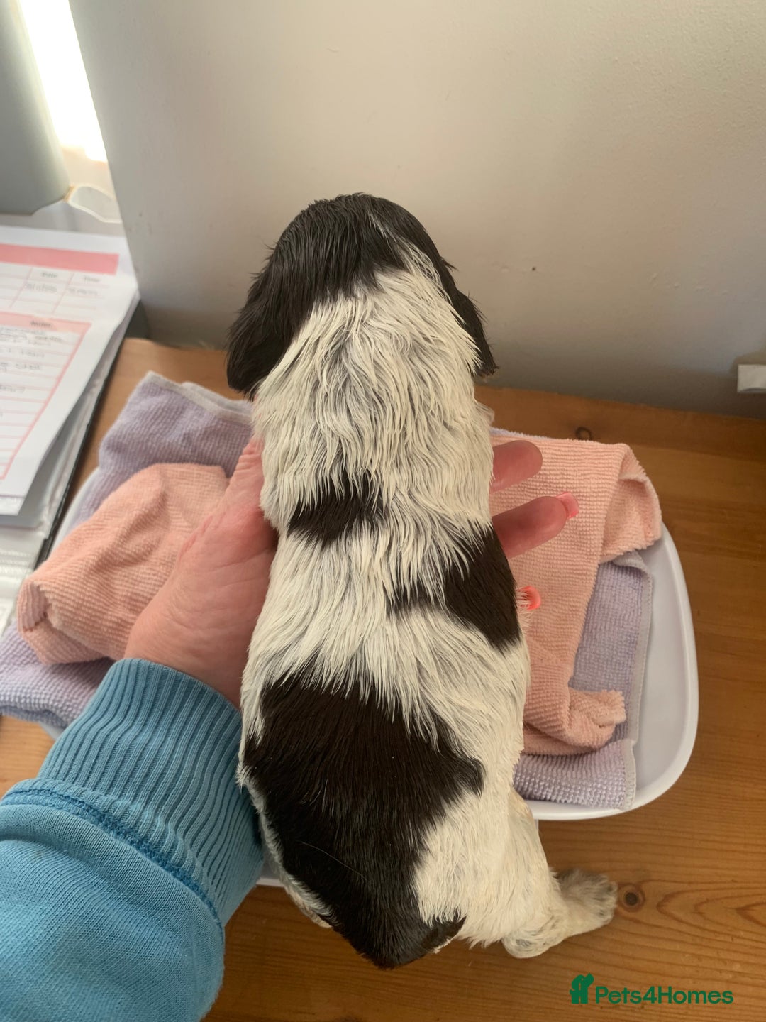 Cocker Spaniel dogs for sale: Beautiful show line cocker spaniel puppies  - Advert 32