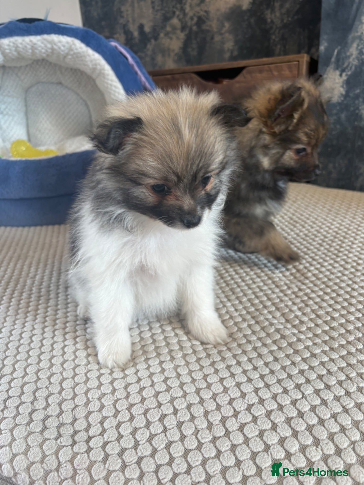 Pomeranian dogs READY NOW! 1 POMERANIAN GIRL AVAILABLE! - Advert 1