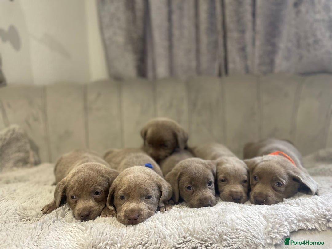 Labrador Retriever dogs for sale: Stunning silver Labradors puppy’s  - Advert 15