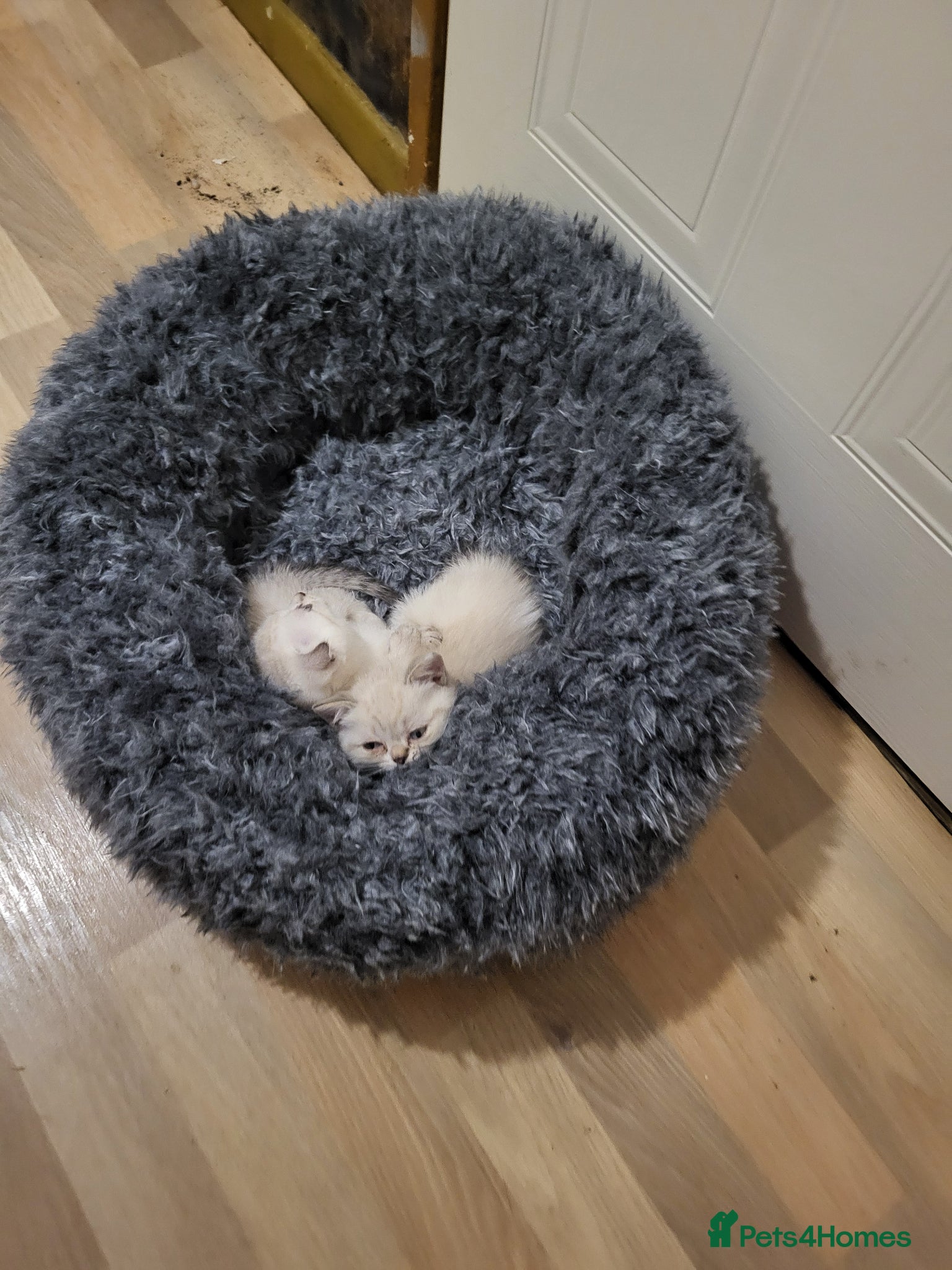 Mixed Breed cats Beautiful scottish fold&british shorthair  ! - Advert 2