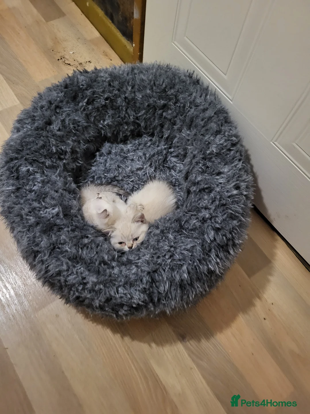 Mixed Breed cats for sale: Beautiful scottish fold&british shorthair  ! - Advert 2