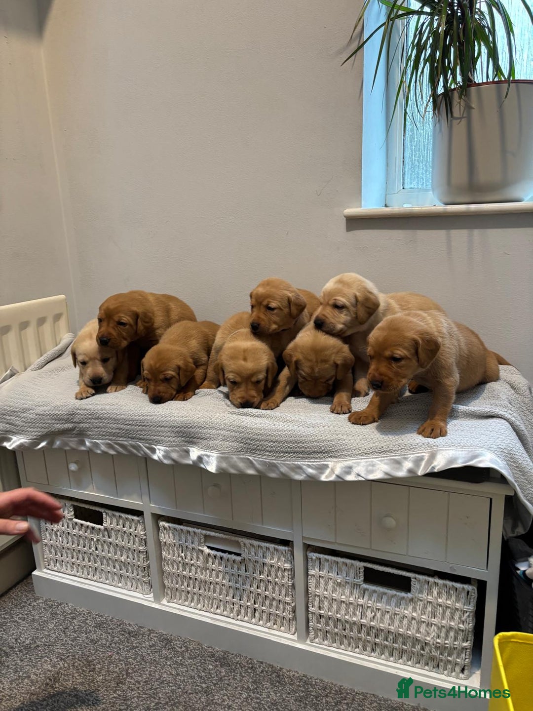 Labrador Retriever dogs for sale: Beautiful fox red puppies  - Image 35