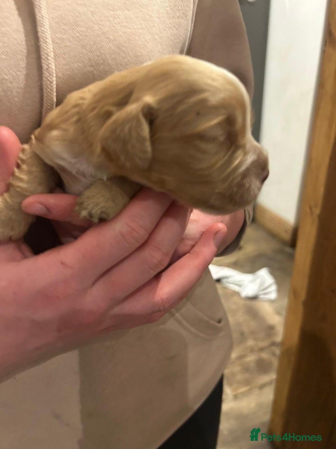 Cocker Spaniel dogs for sale: Working cocker spaniel  - Advert 5