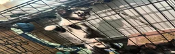 Mixed Breed cats for sale: Kittens need a new home in Wolverhampton - Advert 7