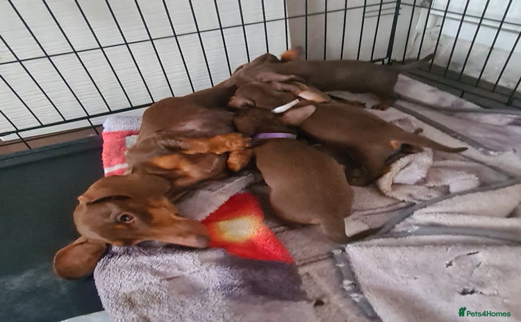 Miniature Dachshund dogs - Advert 3