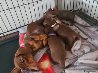 Miniature Dachshund dogs KC registered chocolate miniature dachshund - Advert 4