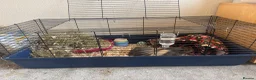 Guinea Pig rodents for sale: Two female guinea pigs  in Shrewsbury - Advert 5
