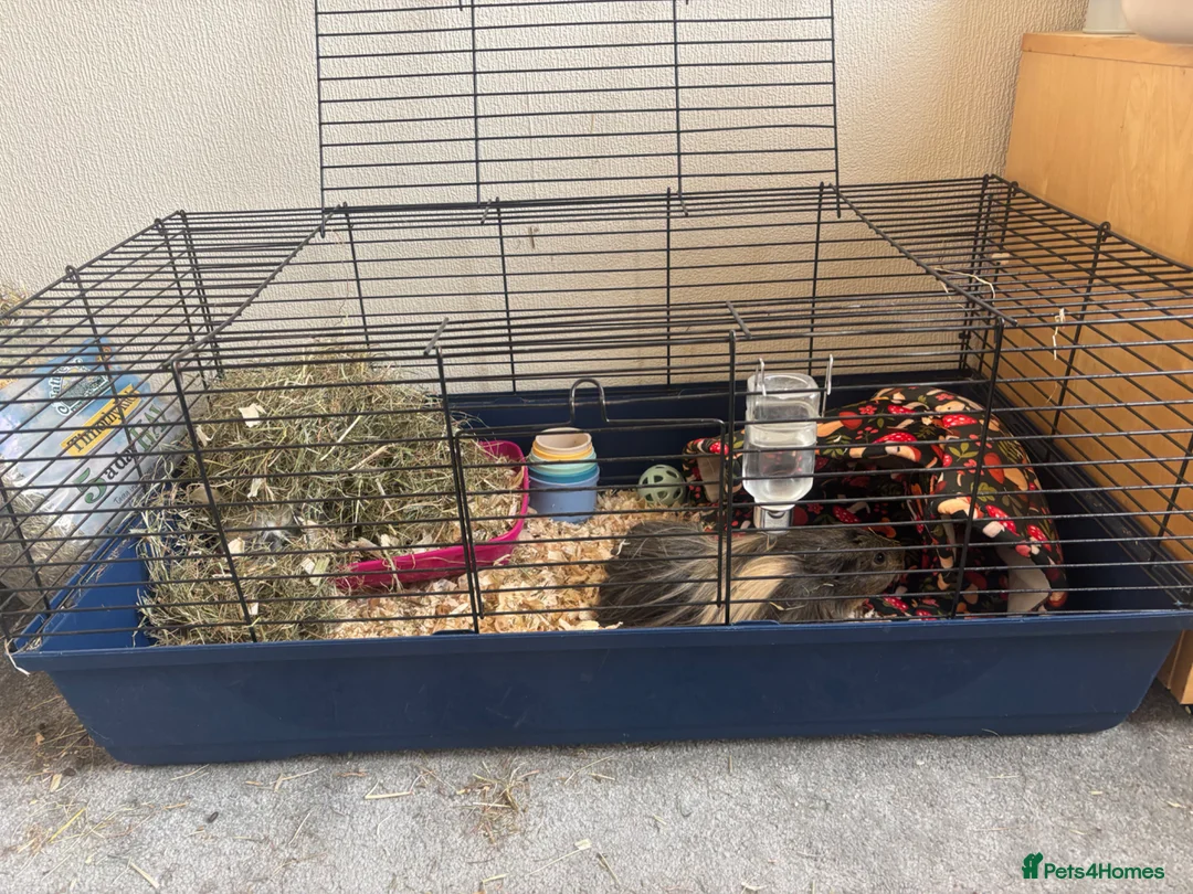 Guinea Pig rodents for sale: Two female guinea pigs  in Shrewsbury - Advert 5