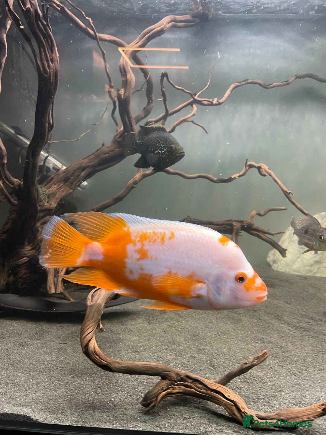 Cichlids fish for sale: Jaguare and red devile large  - Advert 6