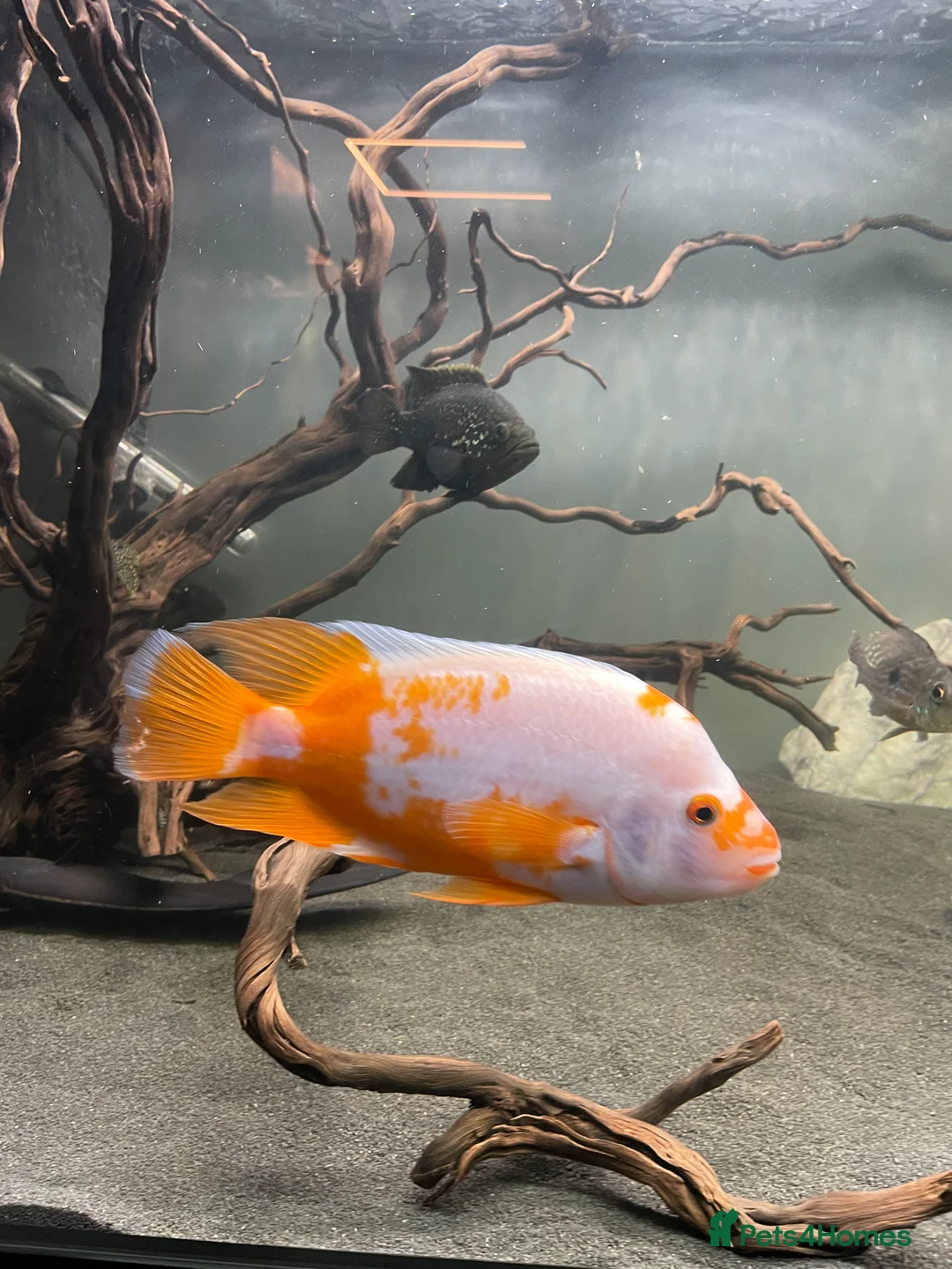 Cichlids fish for sale: Jaguare and red devile large  - Advert 6