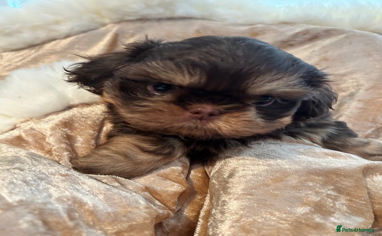 Shih Tzu dogs - Advert 1