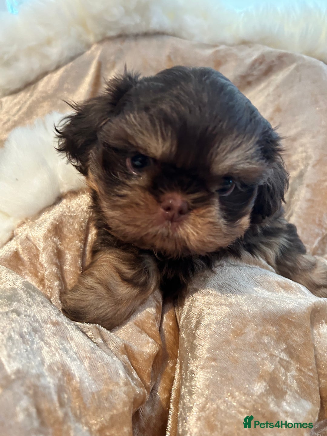 Dark Brown Zitshu Puppies Baby Shih Tzu Puppies For Sale Pets4Homes