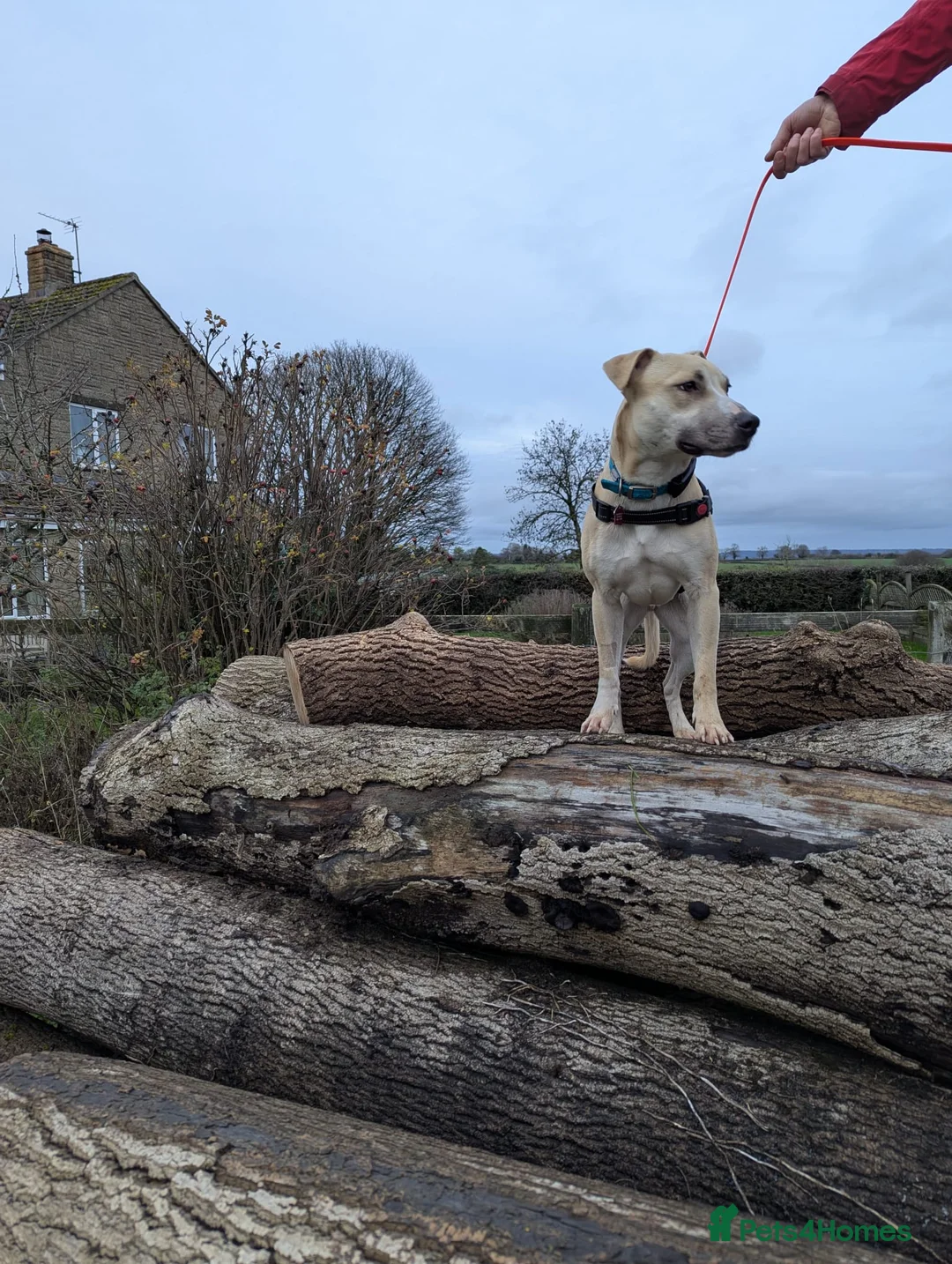 Mixed Breed dogs for adoption: Milo - 16kg Mixed Breed for Adoption in Wells - Advert 2