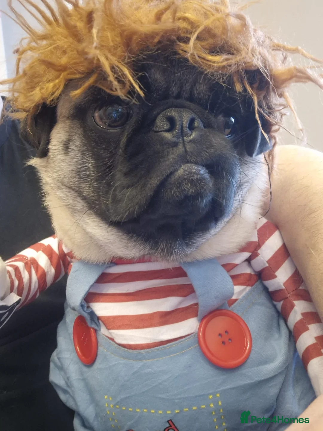 Pug dogs for sale: DUKE THE PUG NEEDS A NEW HOME - Advert 2