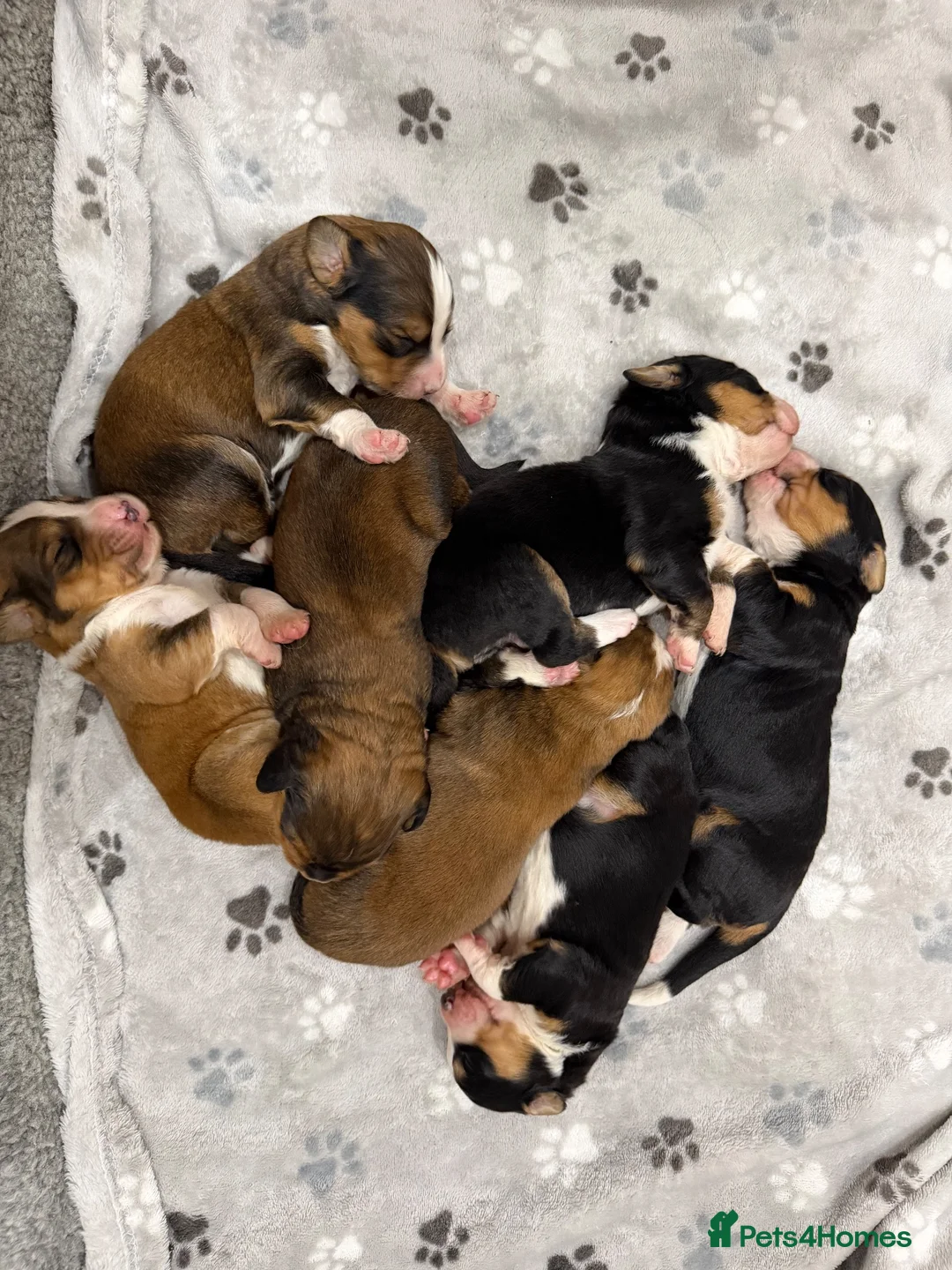 Bernedoodle dogs for sale: 7 beautiful Ultradoodle Pups in Prescot - Advert 1
