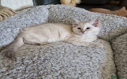 Ragdoll cats for sale: Pure loving ragdool ready for new home  - Image 19
