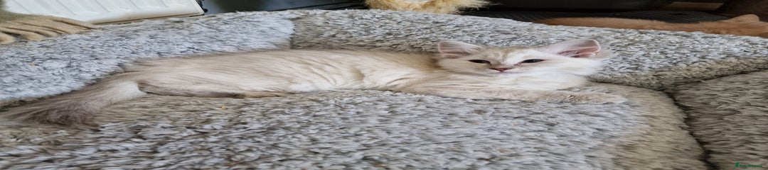 Ragdoll Kitten 5