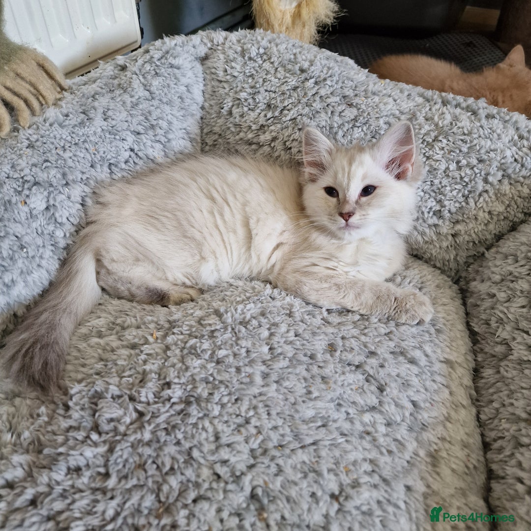 Ragdoll cats for sale: Pure loving ragdool ready for new home  - Image 19