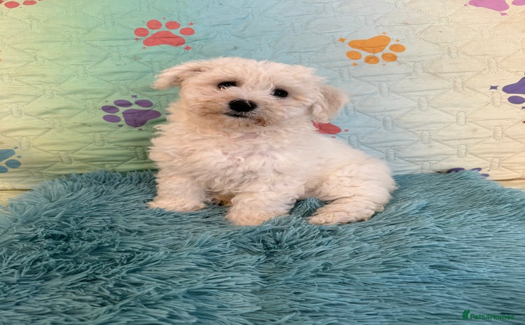 Bichon Frise dogs - Advert 1