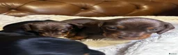 Miniature Dachshund dogs for sale: Super Sweet Mini Dachshund💛 - Advert 6
