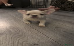 French Bulldog dogs for sale: French bulldog puppies - Image 9