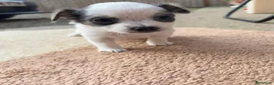 Chihuahua 2