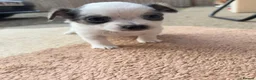 Chihuahua dogs for sale: Adorable Chihuahua Puppies – 2 Girls & 1 Boy  in South Queensferry - Advert 4