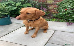 Goldador dogs for sale: Stunning Goldadors  - Image 10