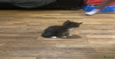 Mixed Breed cats - Advert 8
