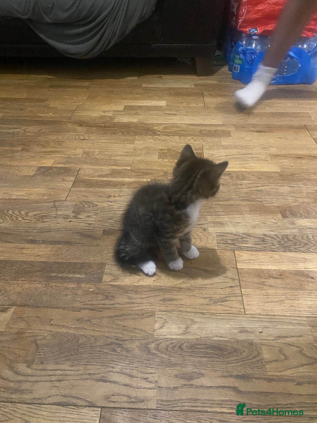 Mixed Breed cats for sale: Playful male kitten(grey/black) - Image 3