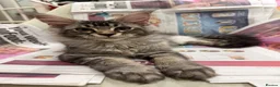 Maine Coon cats for sale: 🐈‍⬛Registered Maine Coons - Advert 1