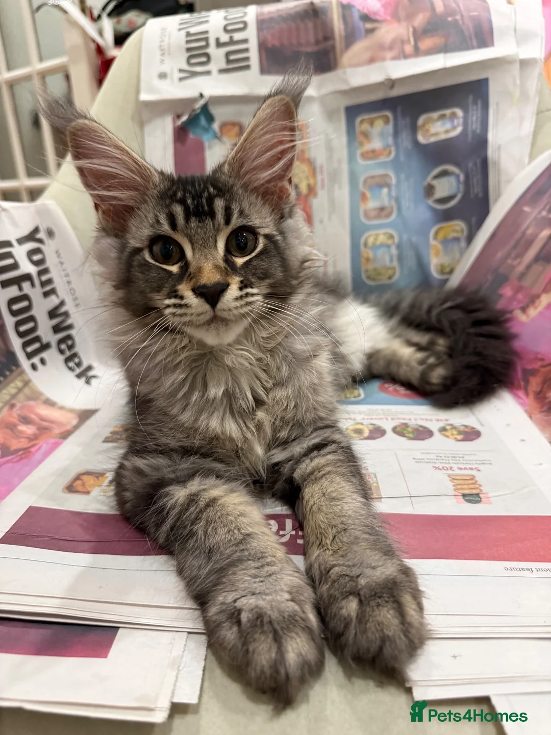 Maine Coon cats for sale: 🐈‍⬛Registered Maine Coons - Advert 1