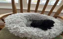 Toy Poodle dogs for sale: Toy Poodle Puppies  - Image 13
