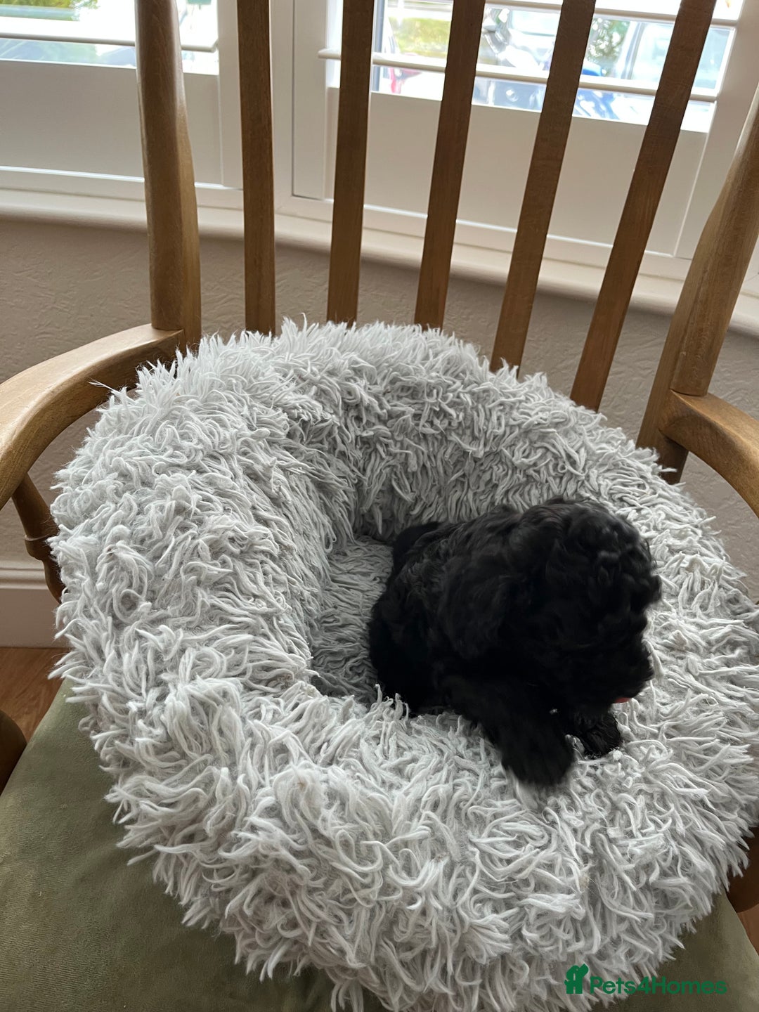 Toy Poodle dogs for sale: Toy Poodle Puppies  - Image 13