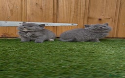 British Shorthair cats for sale: *READY NOW*Stunning bsh for sale (1 BOY 💙) - Image 2