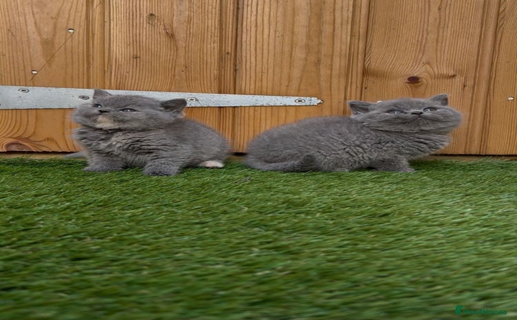 British Shorthair cats - Advert 10