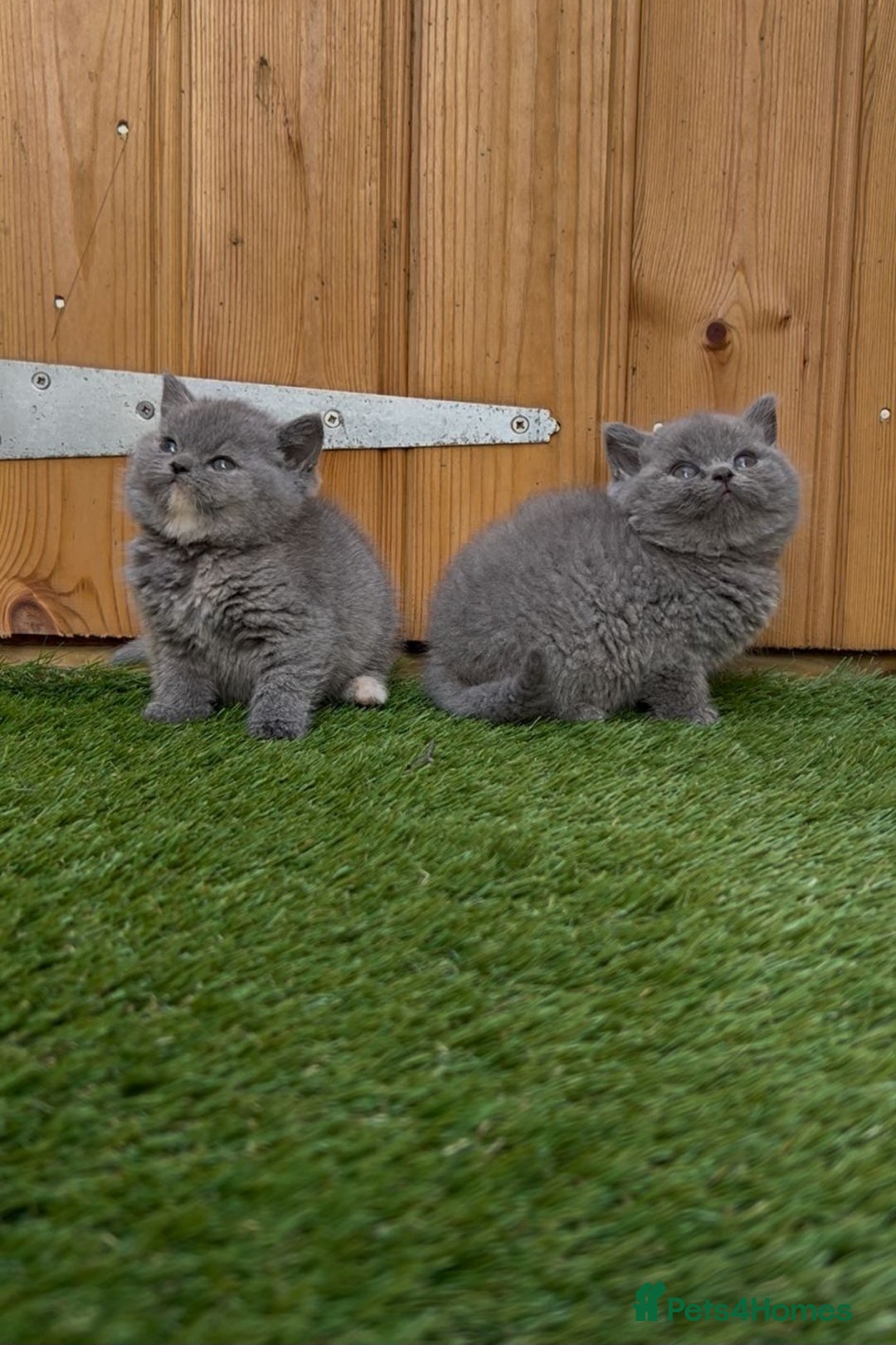 British Shorthair cats for sale: *READY NOW*Stunning bsh for sale (1 BOY 💙) - Image 2