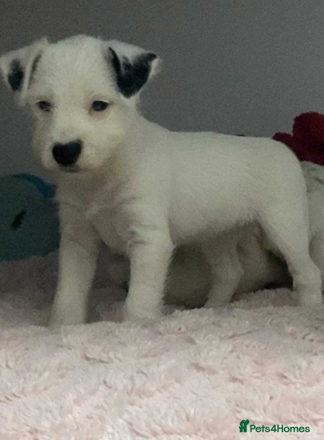 Parson Russell dogs for sale: Kc Champion Bred Parson Pups Crufts winning lines  - Advert 25