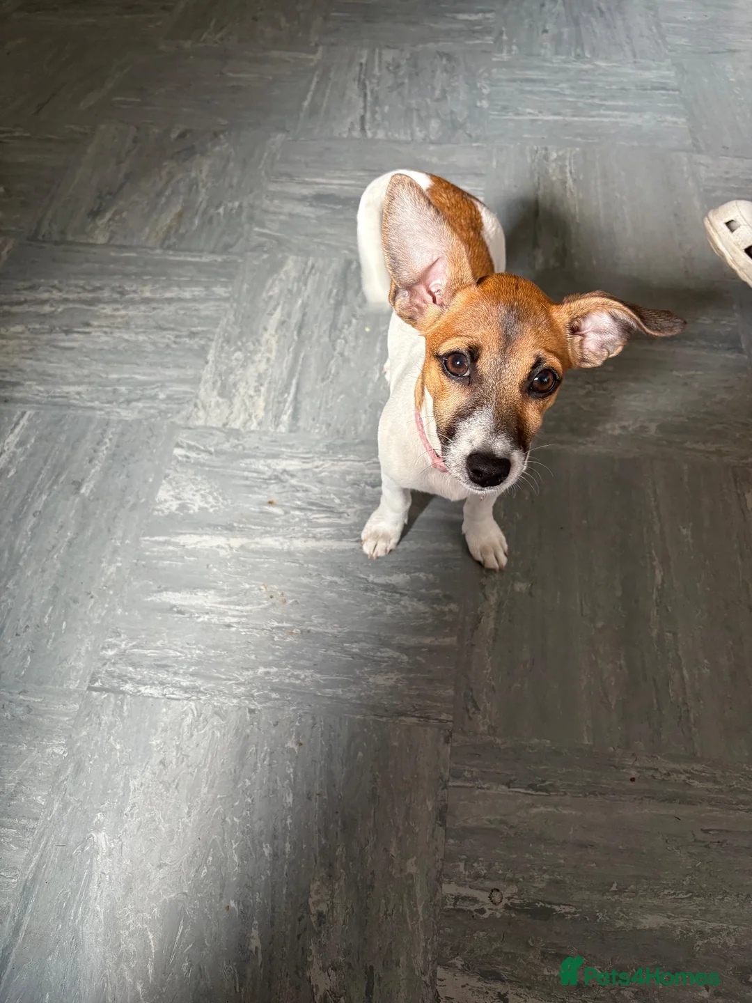 Jack Russell dogs for sale: 4 month old female Jack Russell  in London - Advert 4