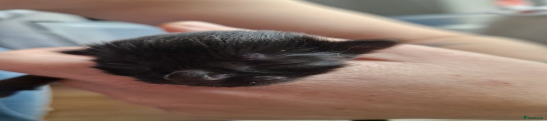 Nox (nickname)
