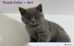 British Shorthair cats for sale: 🐾 Champion Line Blue BSH Kittens GCCF Active 🐾  - Image 8