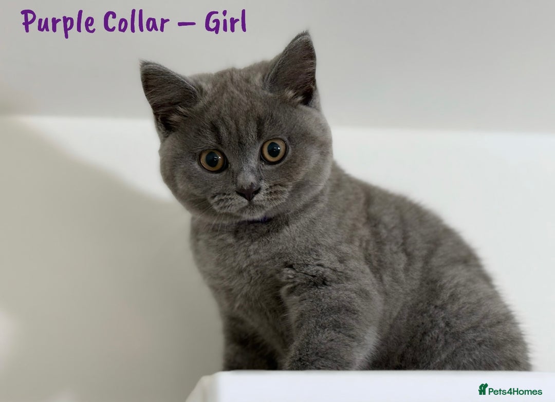 British Shorthair cats for sale: 🐾 Champion Line Blue BSH Kittens GCCF Active 🐾  - Image 8